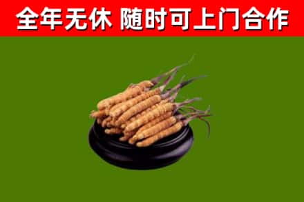 红桥区回收冬虫夏草